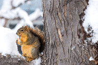 Wildlife
